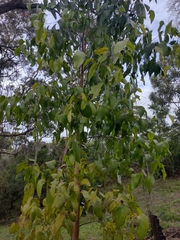 Eucalyptus obliqua
