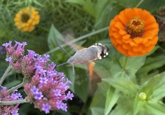 Macroglossum stellatarum