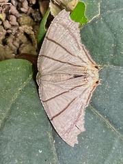 Orudiza protheclaria