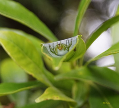 Aoaraneus pentagrammicus