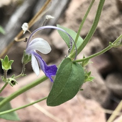 Trichostema arizonicum