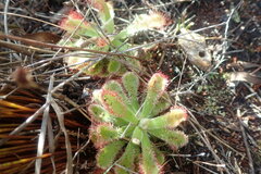 Drosera esterhuyseniae