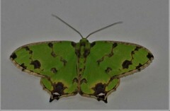 Agathia lycaenaria