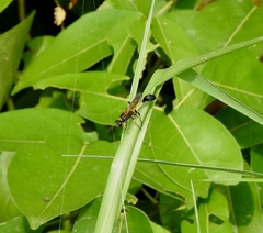 Sceliphron madraspatanum