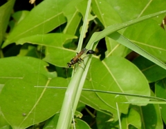 Sceliphron madraspatanum