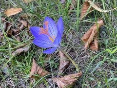 Crocus