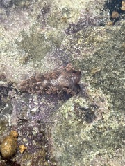 Spurilla neapolitana