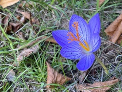 Crocus