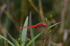 Crocothemis servilia