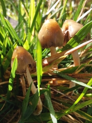 Psilocybe semilanceata