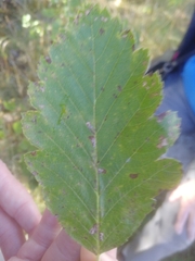 Scandosorbus intermedia
