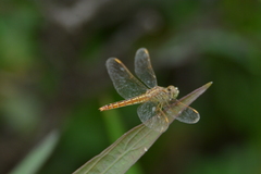 Brachythemis contaminata
