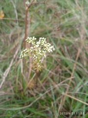 Seseli annuum