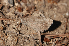 Hyponephele lycaon