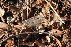 Hyponephele lycaon