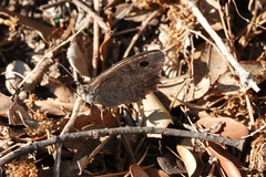 Hyponephele lycaon
