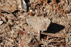 Hyponephele lycaon