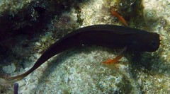 Ophioblennius macclurei