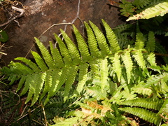 Dryopteris affinis cambrensis