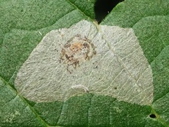 Phyllonorycter coryli