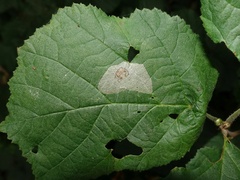 Phyllonorycter coryli
