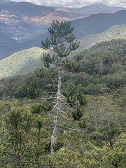 Araucaria rulei