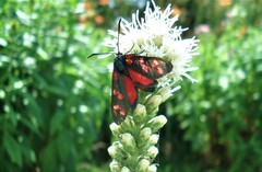 Zygaena ephialtes