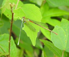 Ceriagrion cerinorubellum