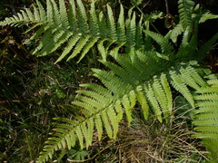 Dryopteris affinis cambrensis