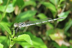 Austrolestes annulosus