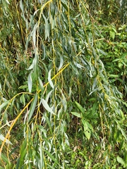 Salix viminalis