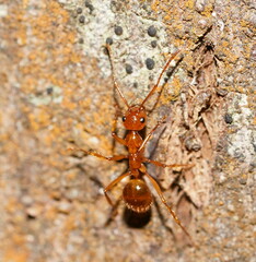 Notoncus spinisquamis