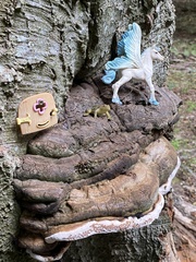 Ganoderma applanatum