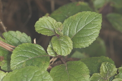 Plectranthus ciliatus