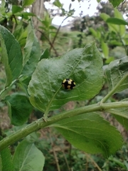Illeis galbula