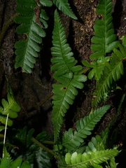 Dryopteris affinis cambrensis