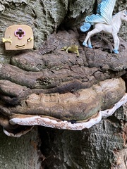 Ganoderma applanatum