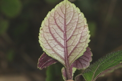 Plectranthus ciliatus