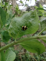 Illeis galbula