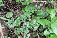 Plectranthus ciliatus