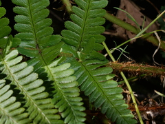 Dryopteris affinis cambrensis