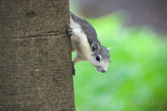 Callosciurus finlaysonii