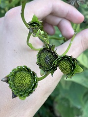 Silphium perfoliatum
