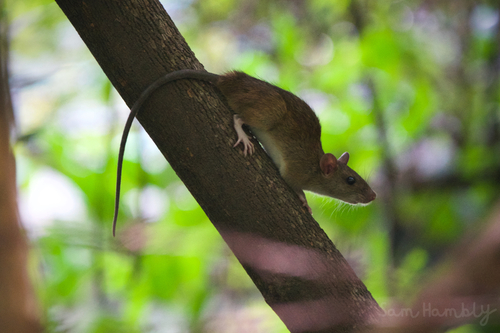 Rattus