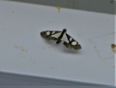 Glyphodes actorionalis