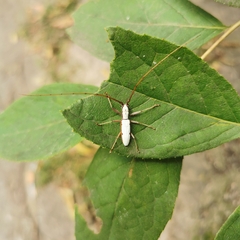 Olenecamptus cretaceus