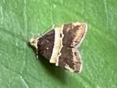 Choreutis basalis
