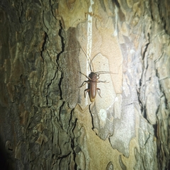 Cephalallus unicolor