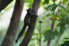 Callosciurus caniceps