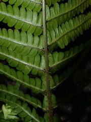 Dryopteris affinis cambrensis